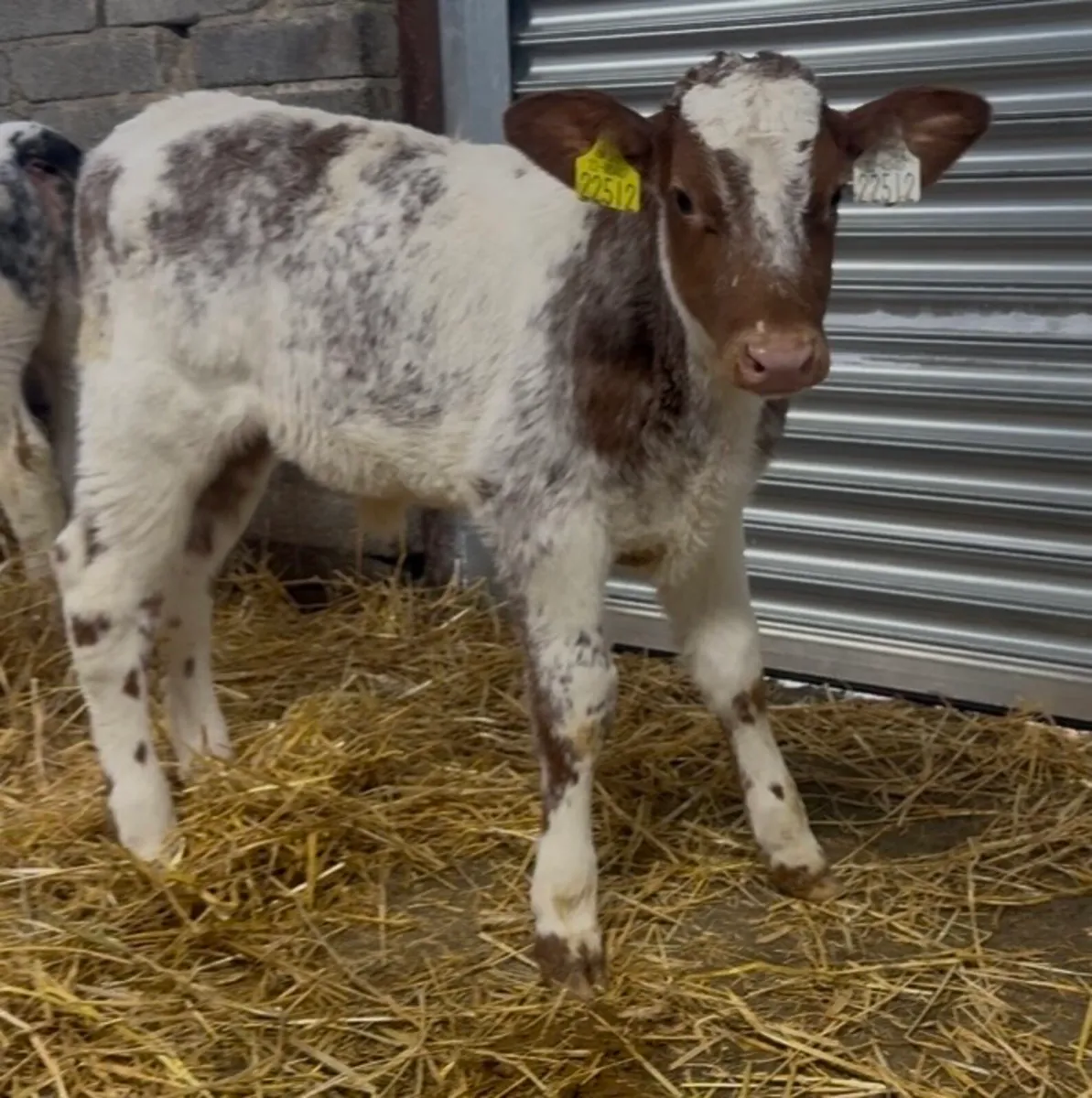 Shorthorn heifer calves - Image 1