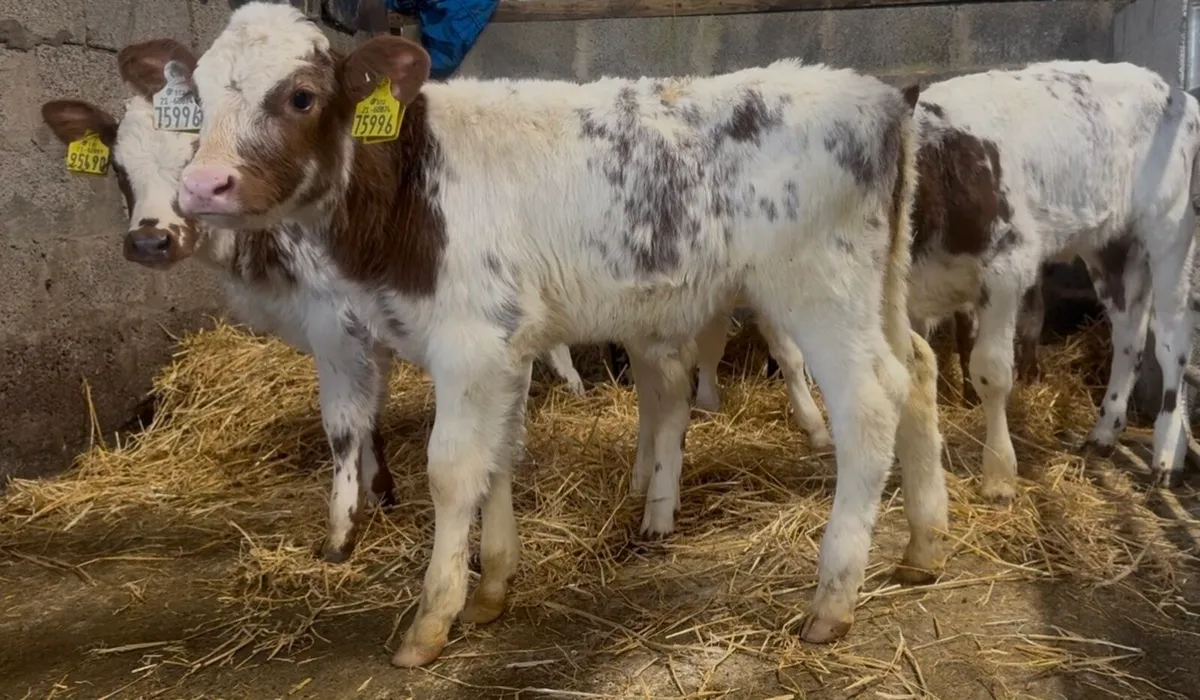 Shorthorn heifer calves - Image 2