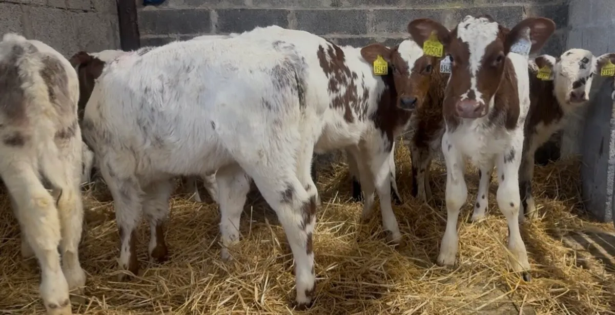 Shorthorn heifer calves - Image 3