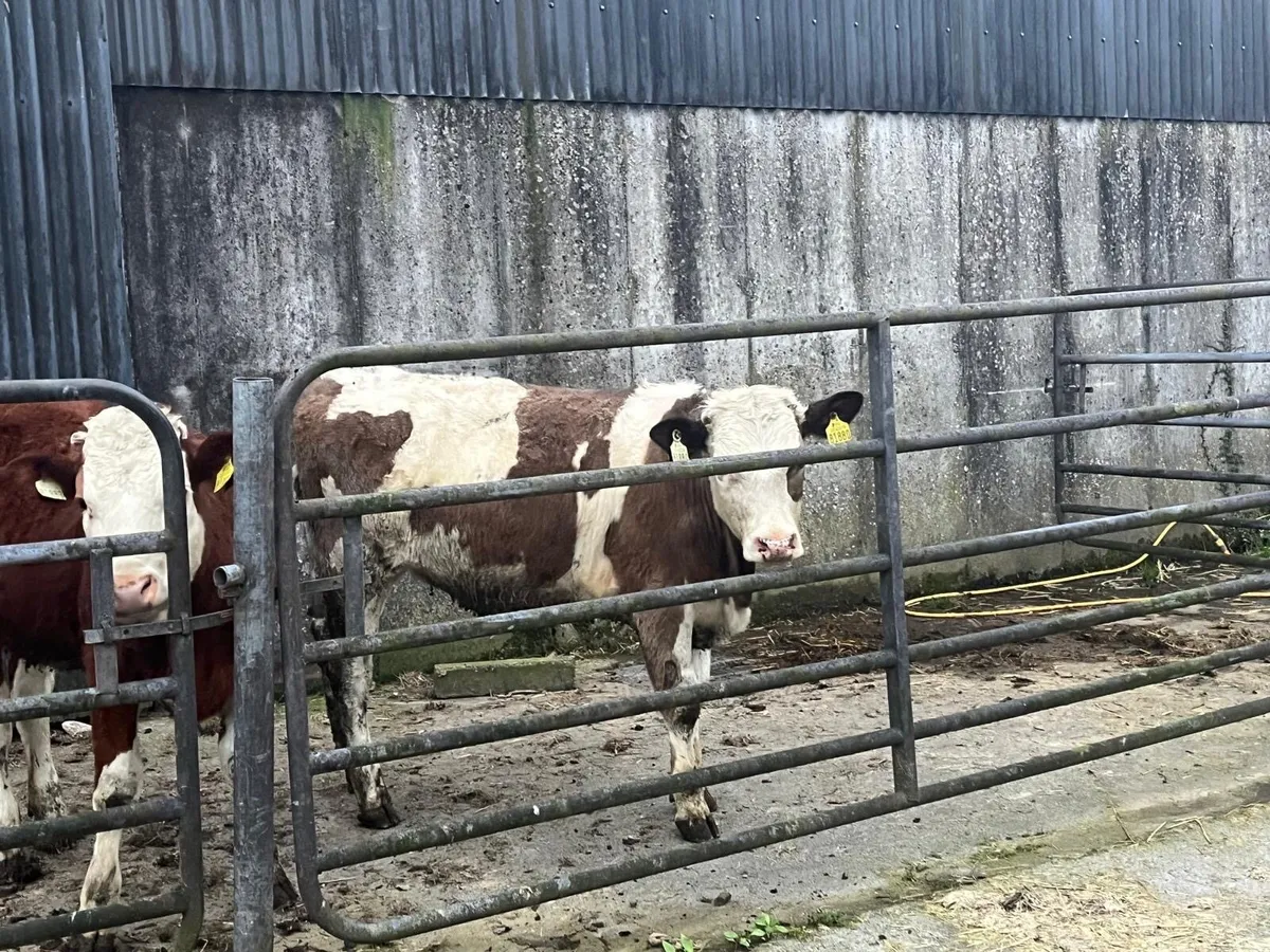 8 yearling heifers - Image 4