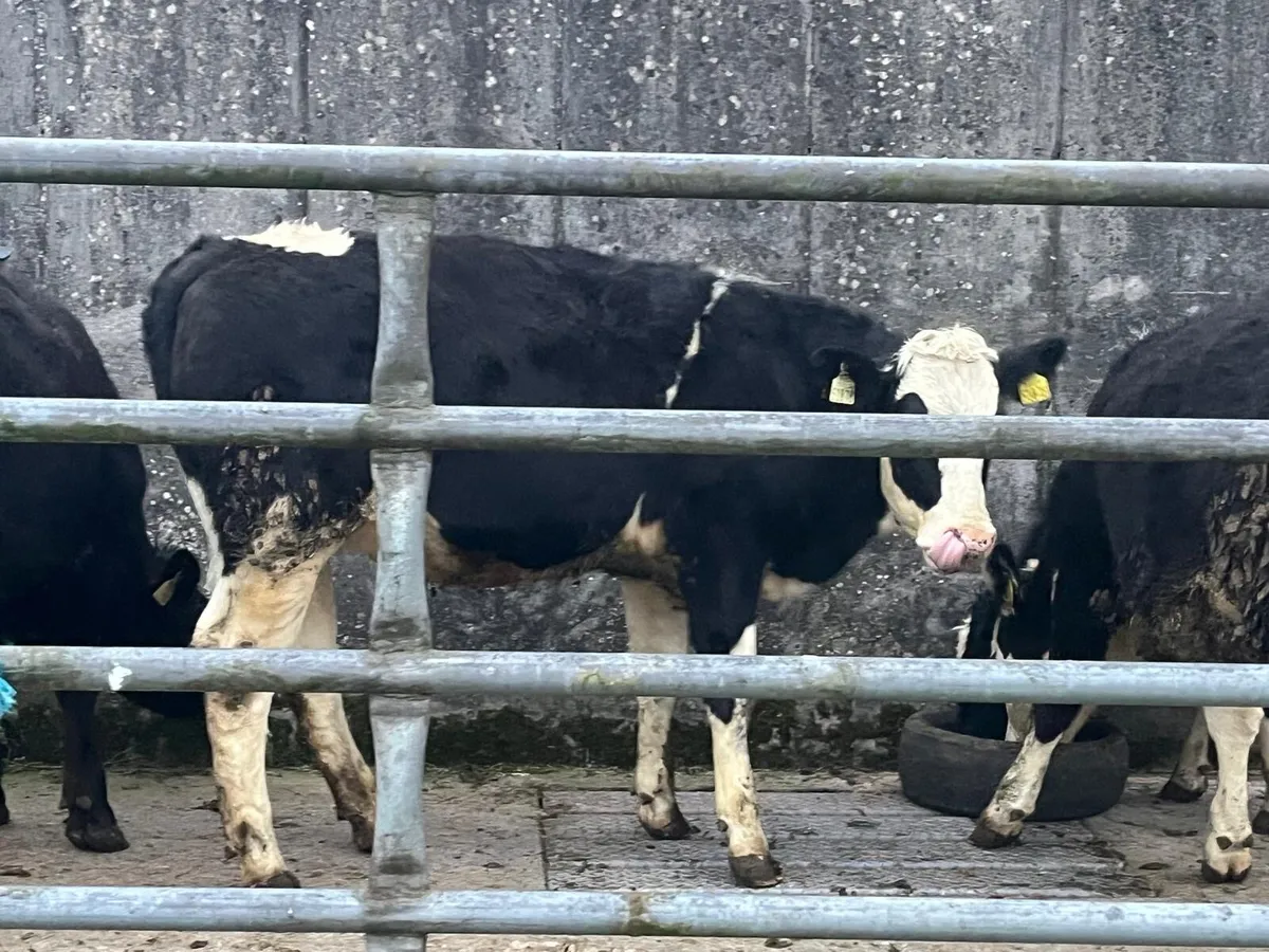 8 yearling heifers - Image 2