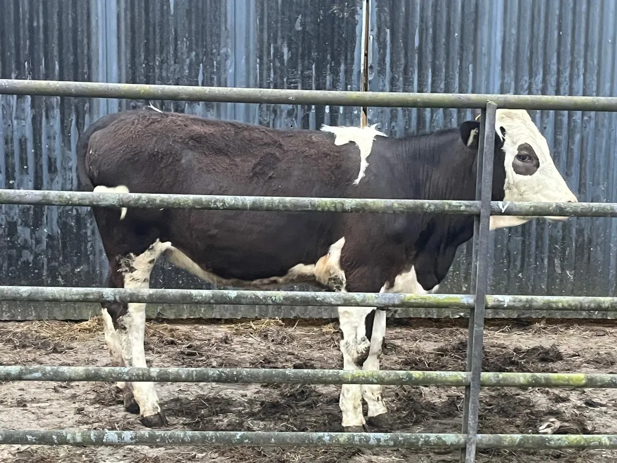 8 yearling heifers - Image 3