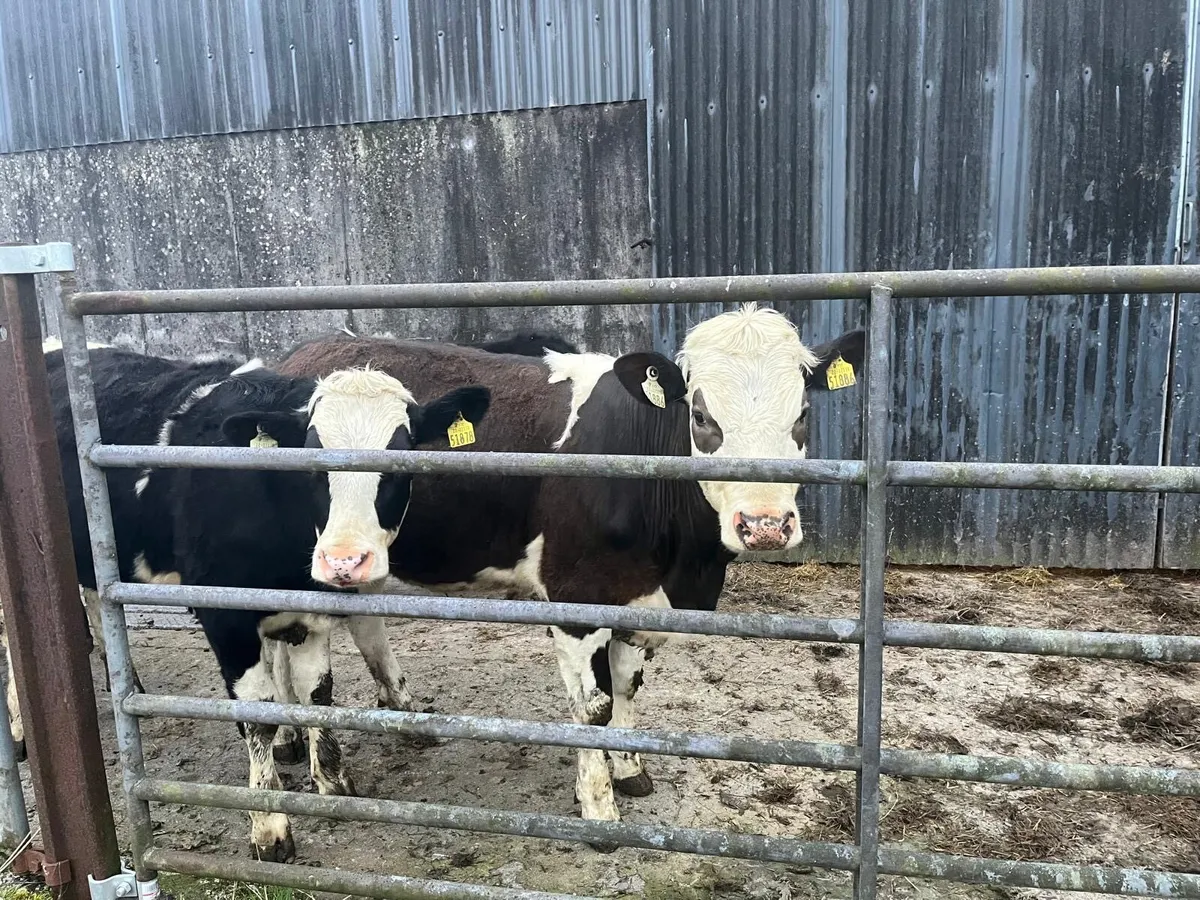 8 yearling heifers - Image 1