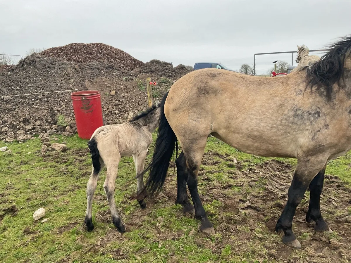 Connemara mare - Image 3