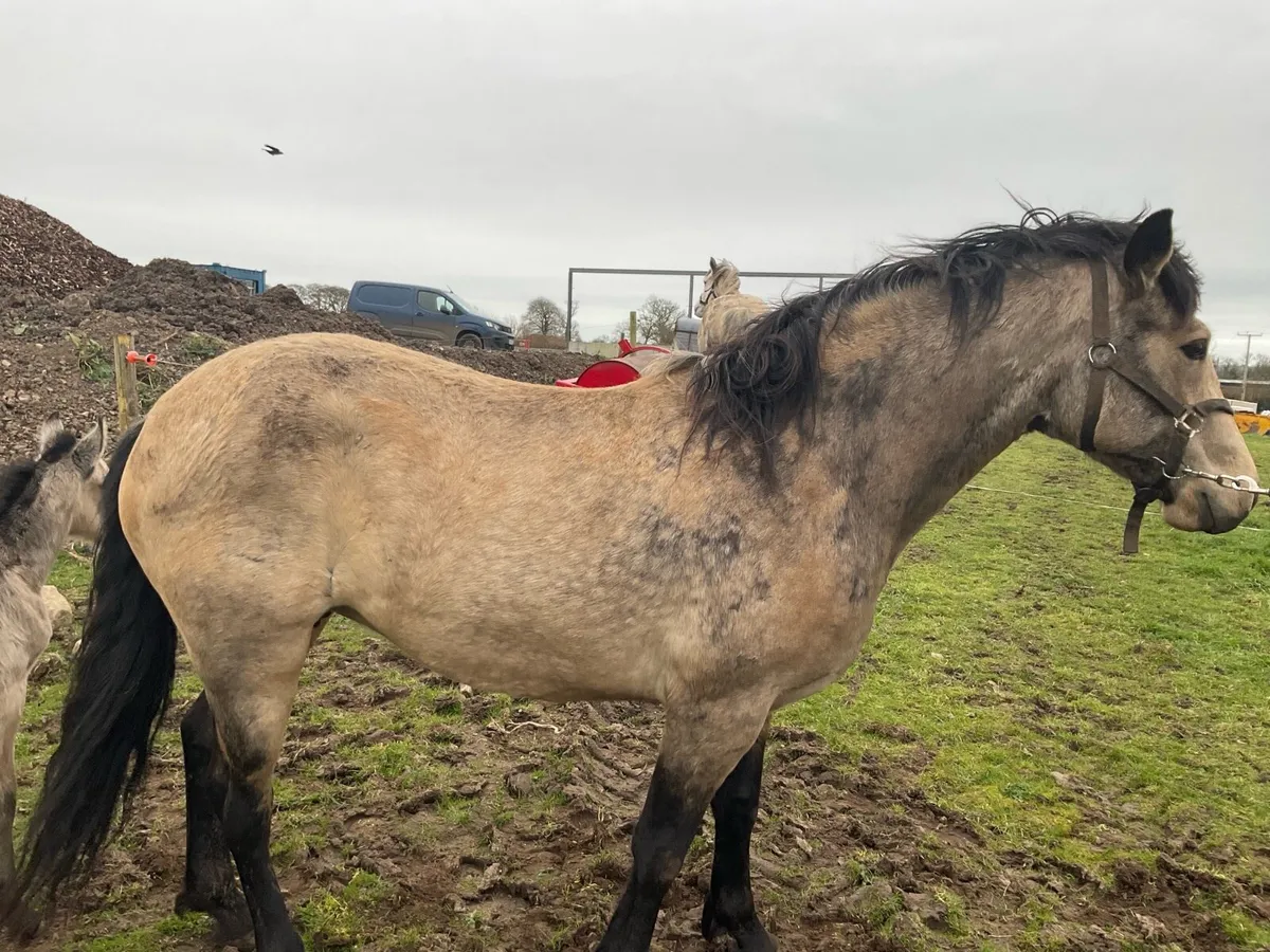 Connemara mare - Image 4