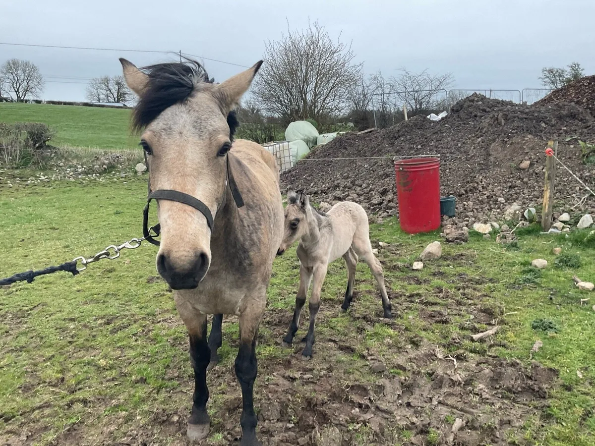 Connemara mare - Image 1