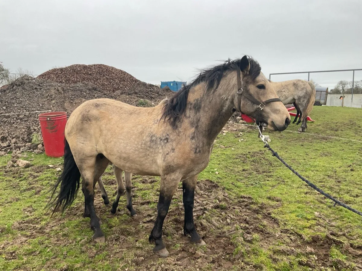 Connemara mare - Image 2
