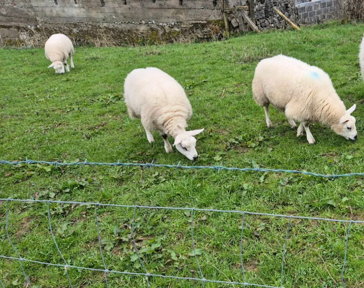 Top Quality Texel Hoggets - Image 2