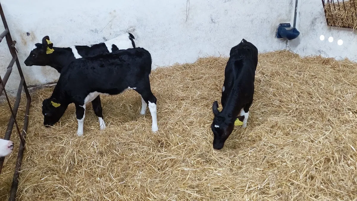 Friesian Heifer Calves - Image 2