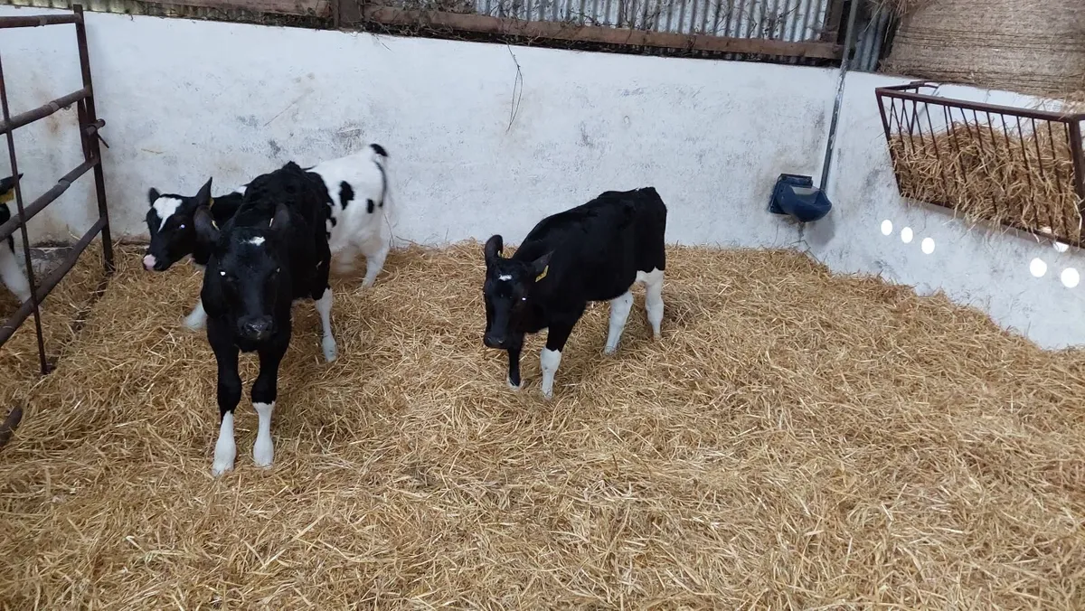 Friesian Heifer Calves - Image 3