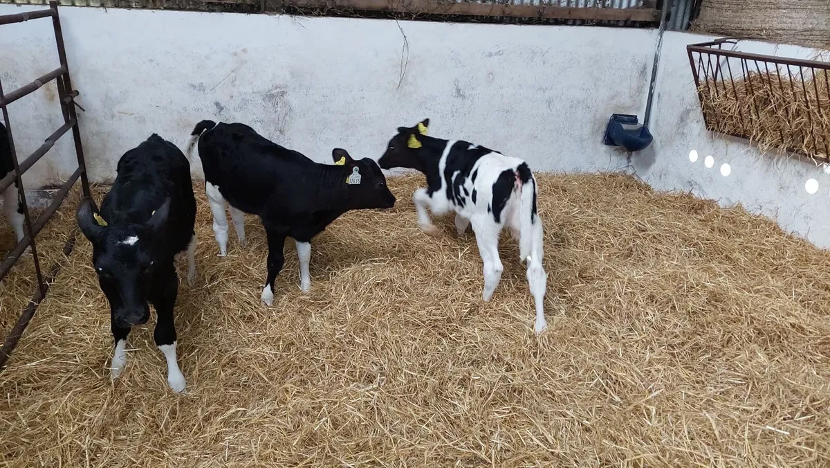 Friesian Heifer Calves - Image 1