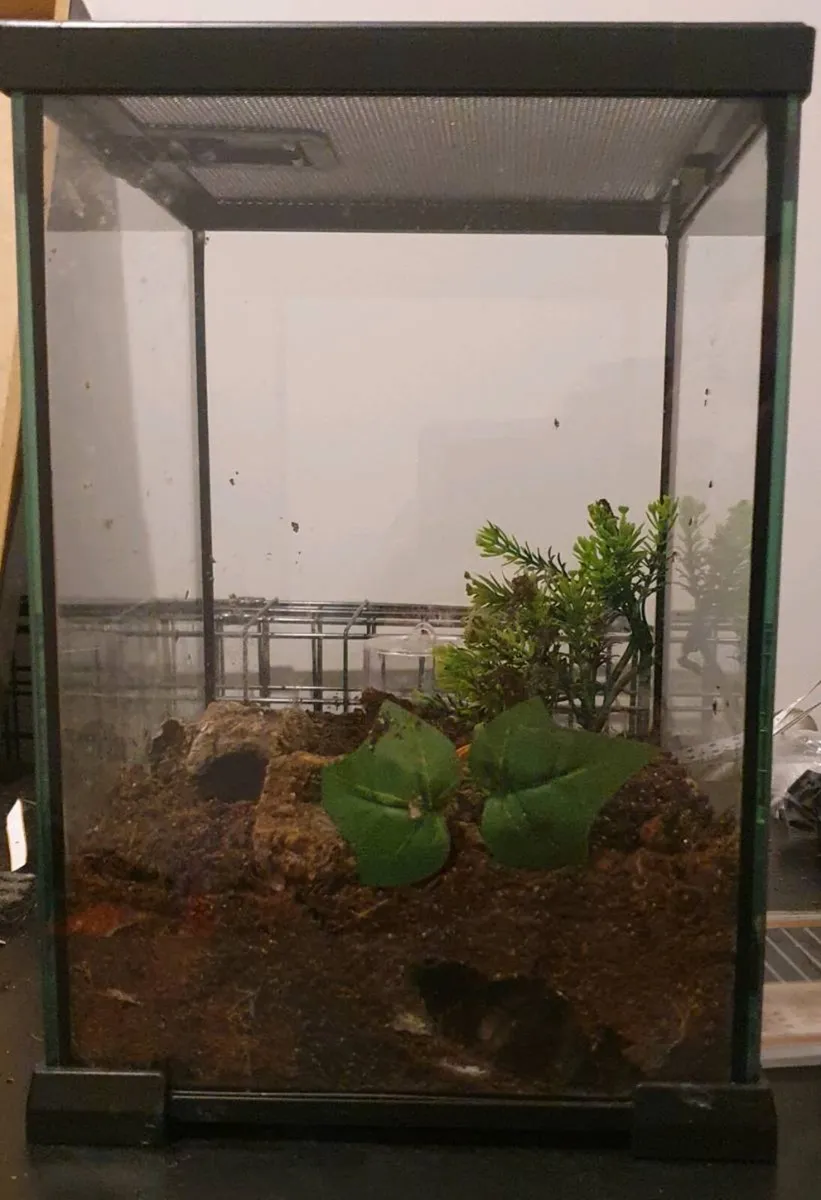 Reptile vivarium - Image 2