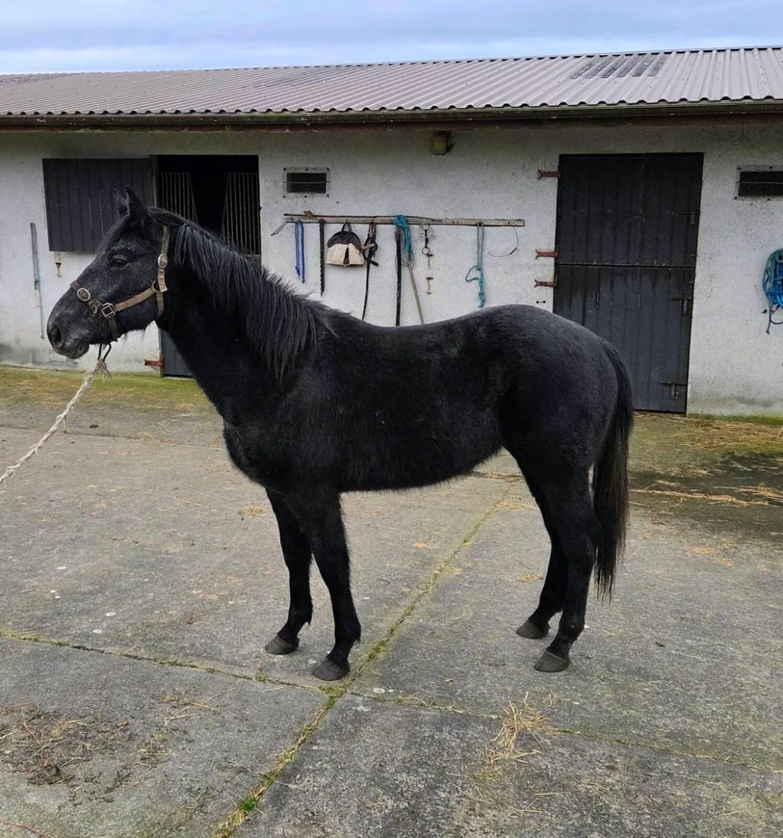 2yr old Filly Irish Sport Horse - Image 3