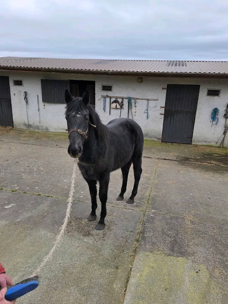 2yr old Filly Irish Sport Horse - Image 2