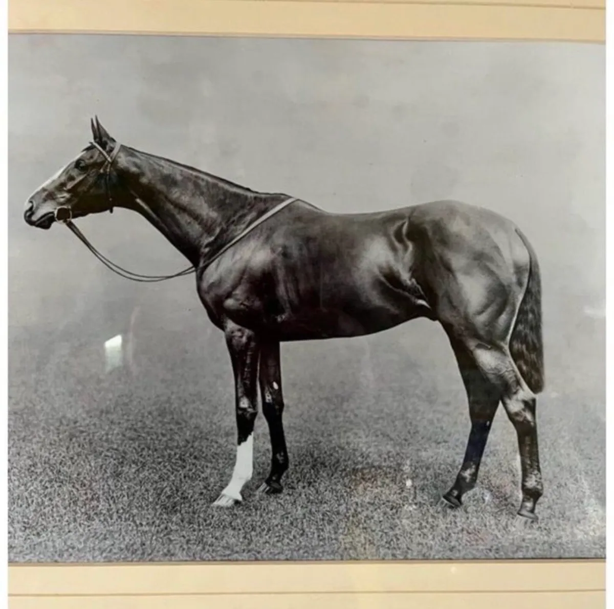 Framed photo of racehorse Spearmint - Image 2
