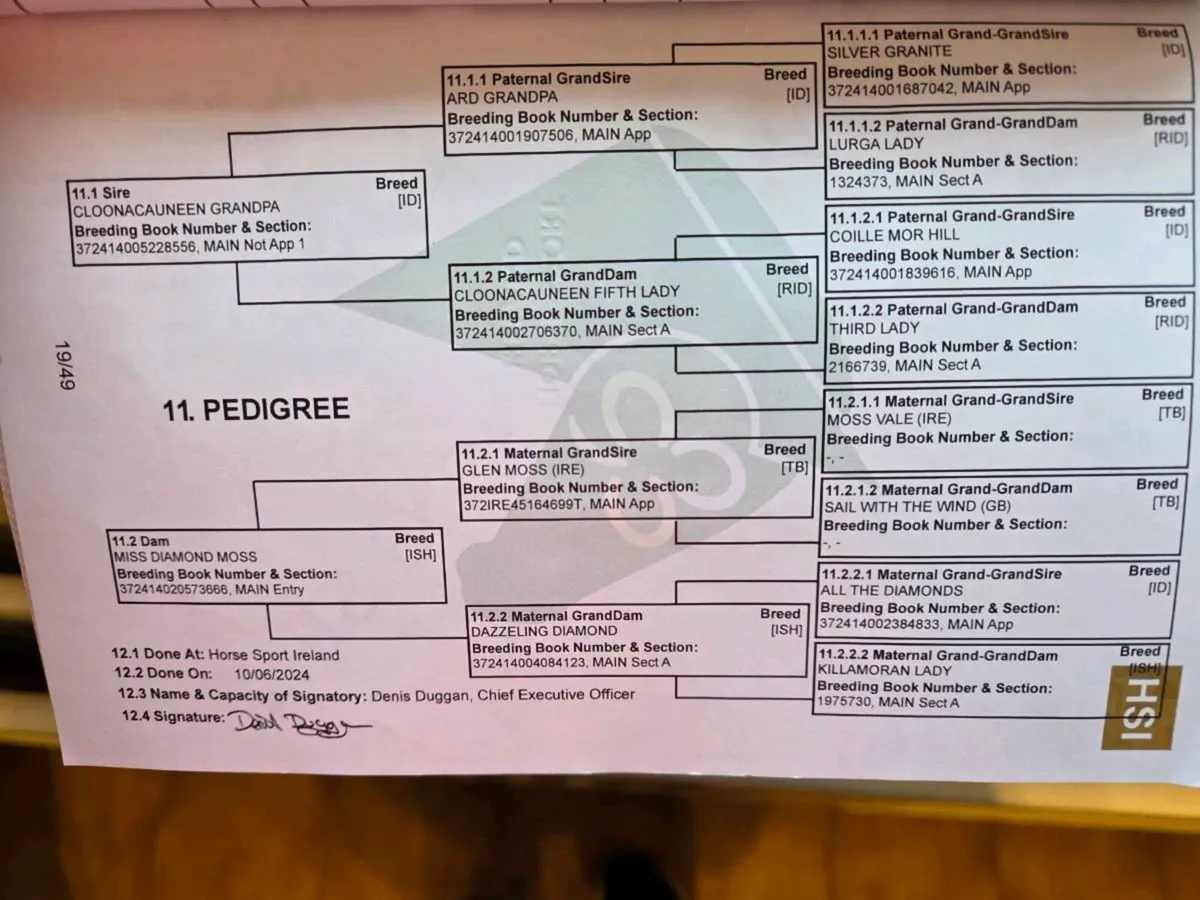 2yr old Filly Irish Sport Horse - Image 4