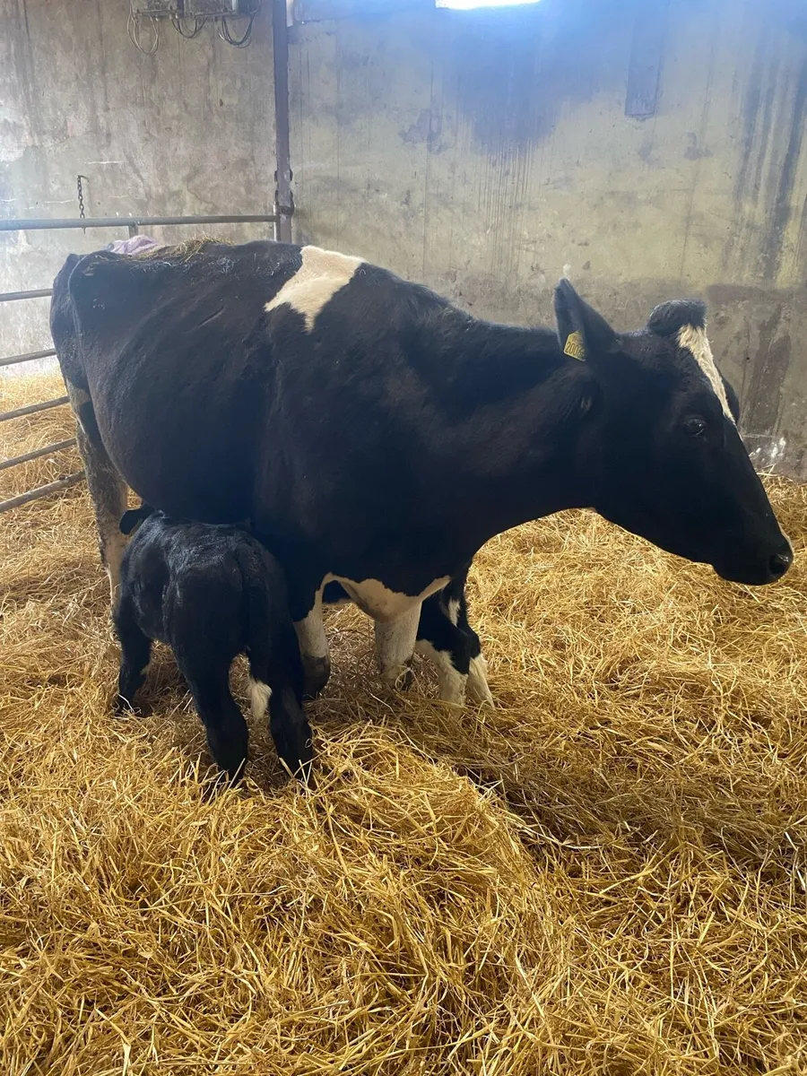 2 COWS & 4 CALVES at foot - Image 1