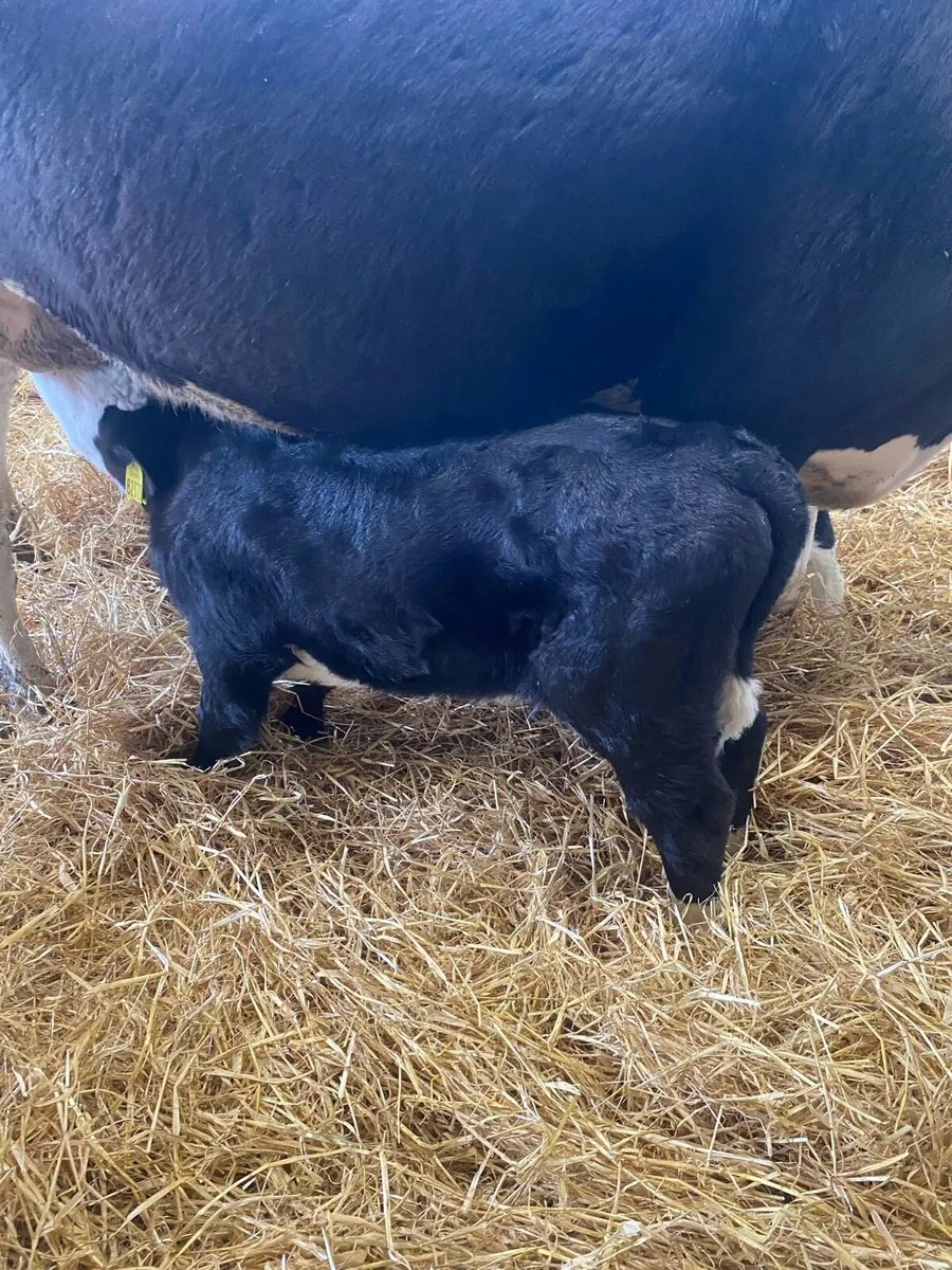 2 COWS & 4 CALVES at foot - Image 2