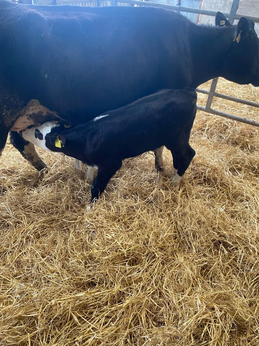 2 COWS & 4 CALVES at foot - Image 3