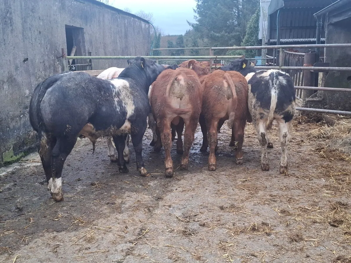 E and U weanling bulls - Image 1