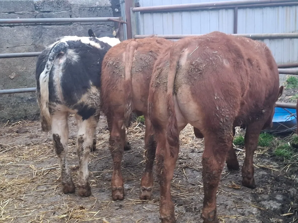 E and U weanling bulls - Image 2