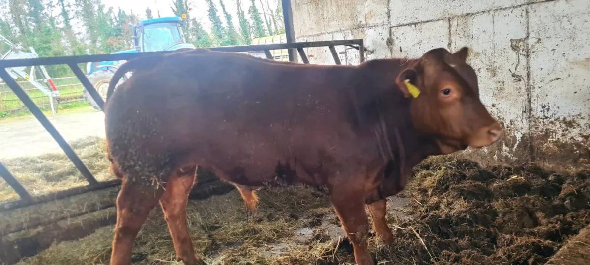 E and U weanling bulls - Image 4