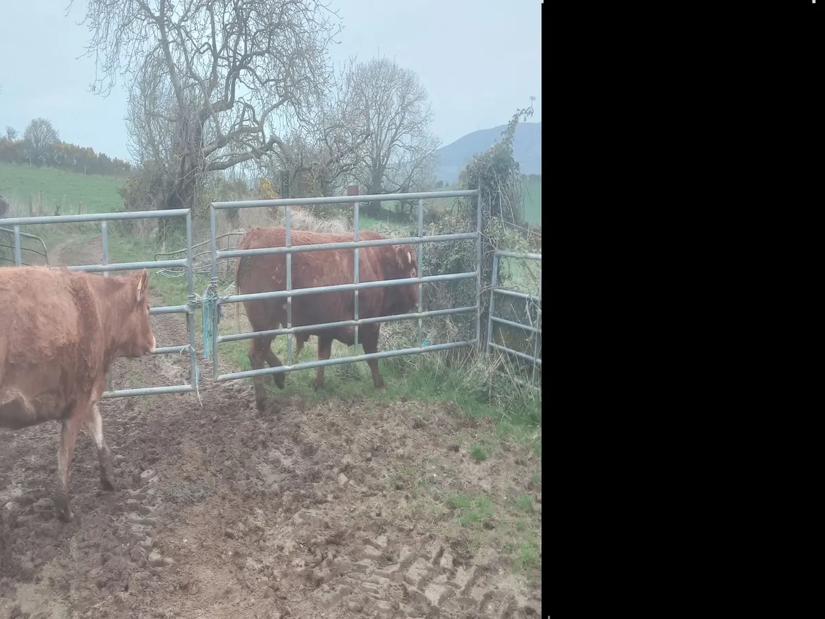 Incalf heifers - Image 4