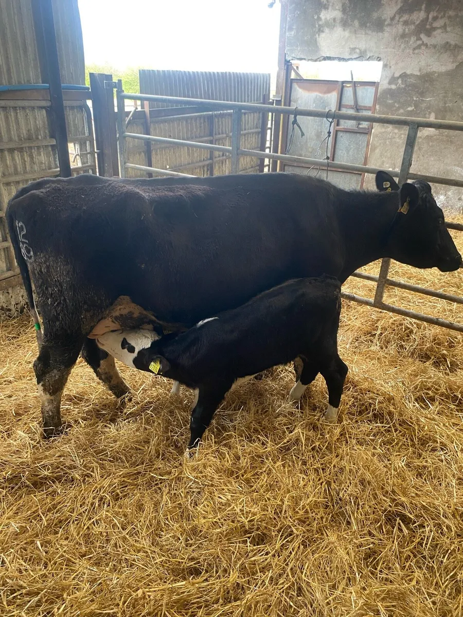 2 COWS & 4 CALVES at foot - Image 4