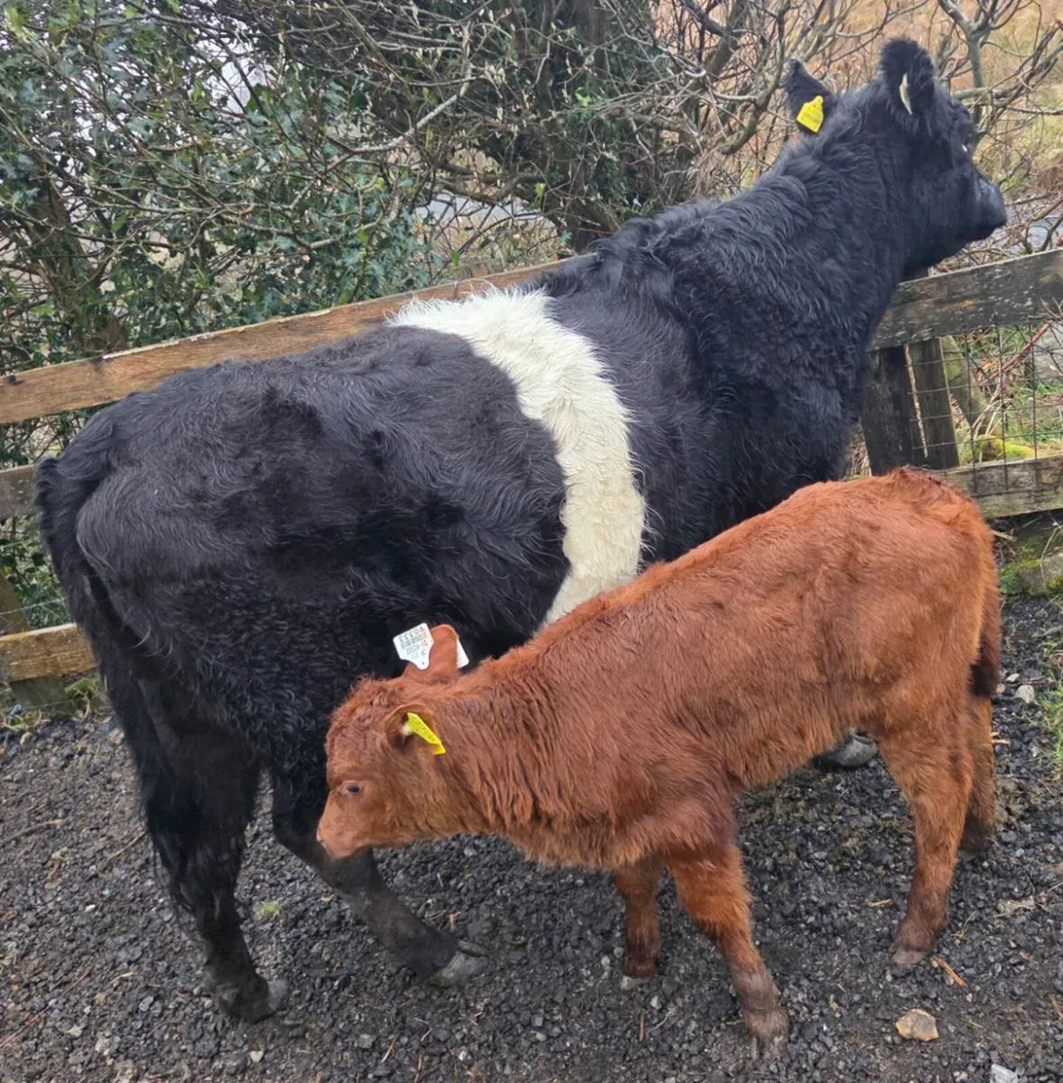 Heifers with calves - Image 1