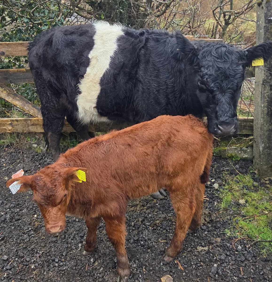 Heifers with calves - Image 2