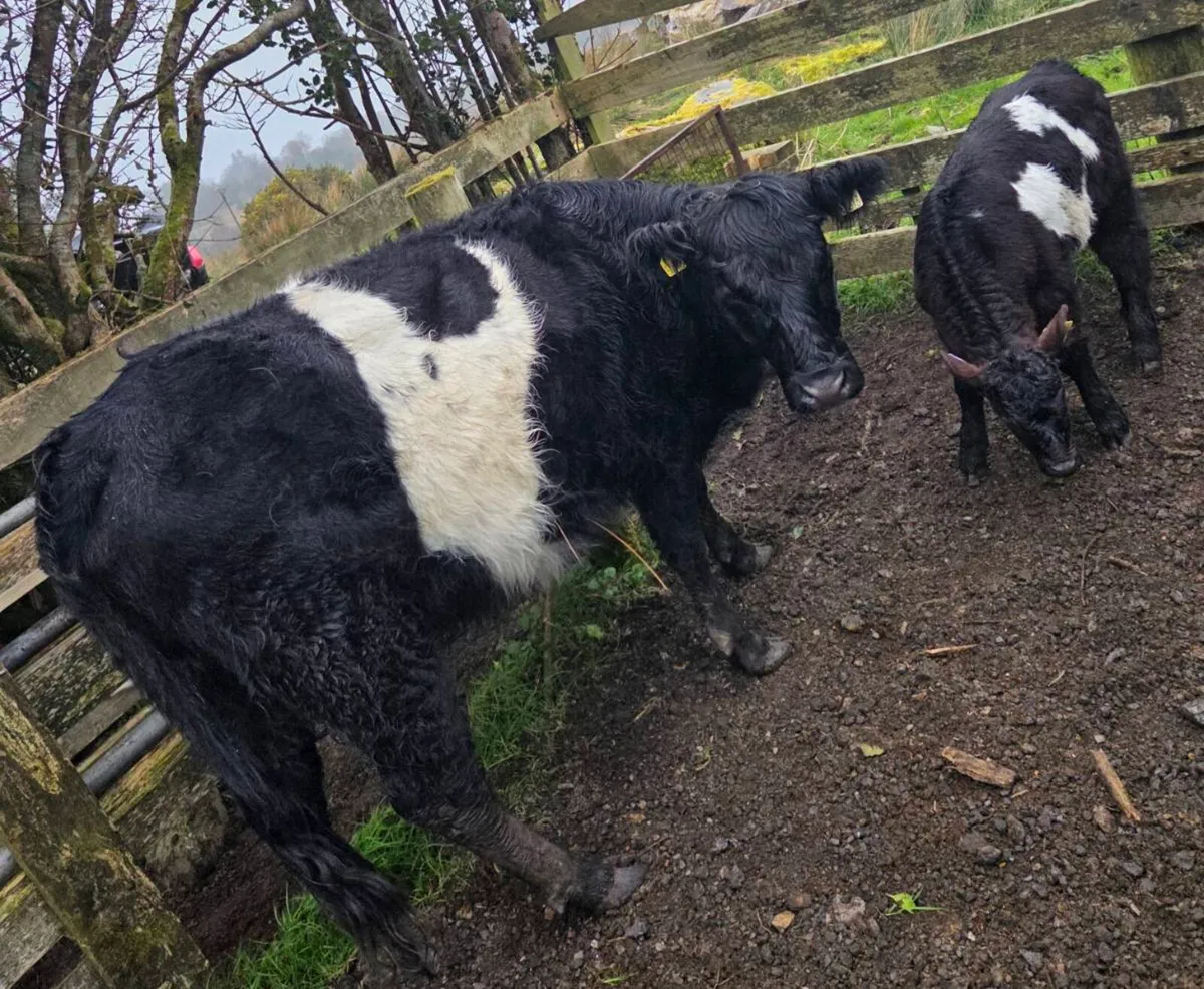 Heifers with calves - Image 3