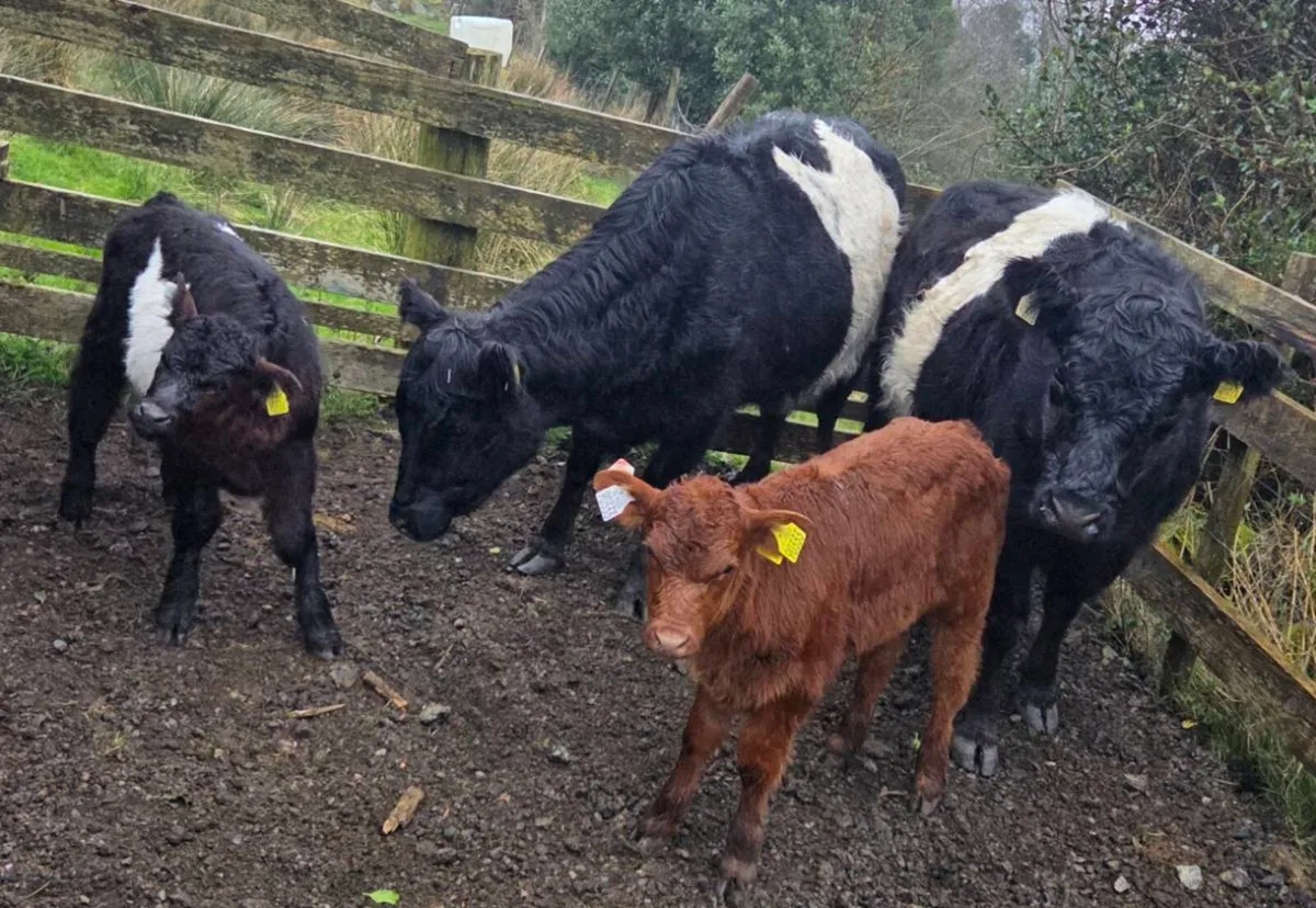 Heifers with calves - Image 4