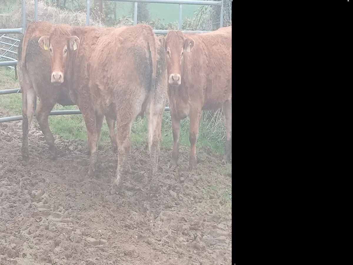Incalf heifers - Image 1