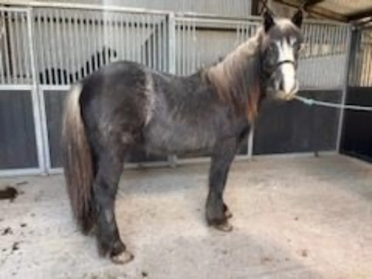 Cob Fillies - Image 1