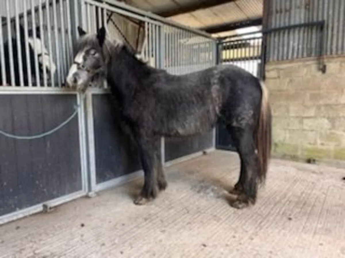 Cob Fillies - Image 2