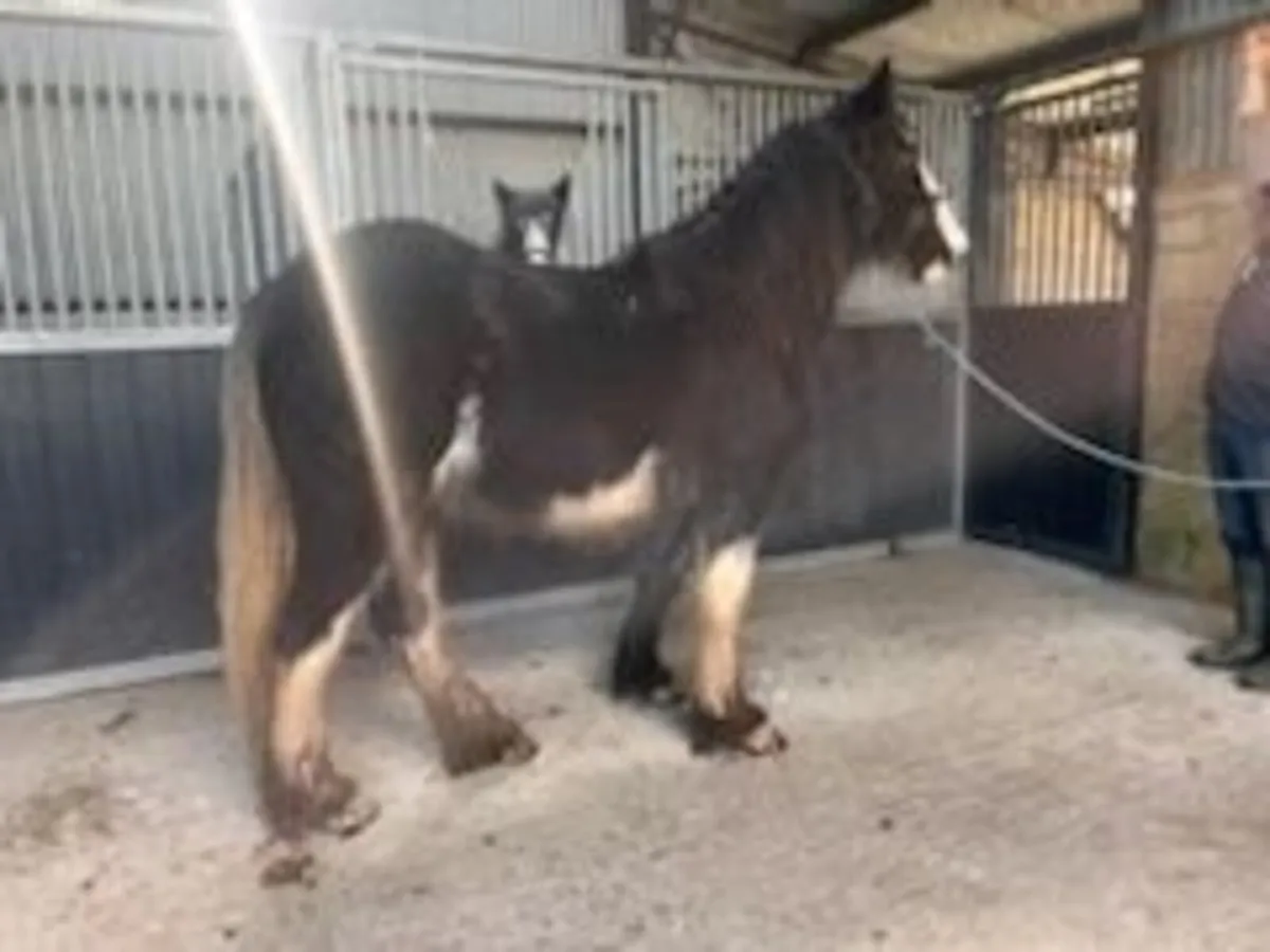 Cob Fillies - Image 3