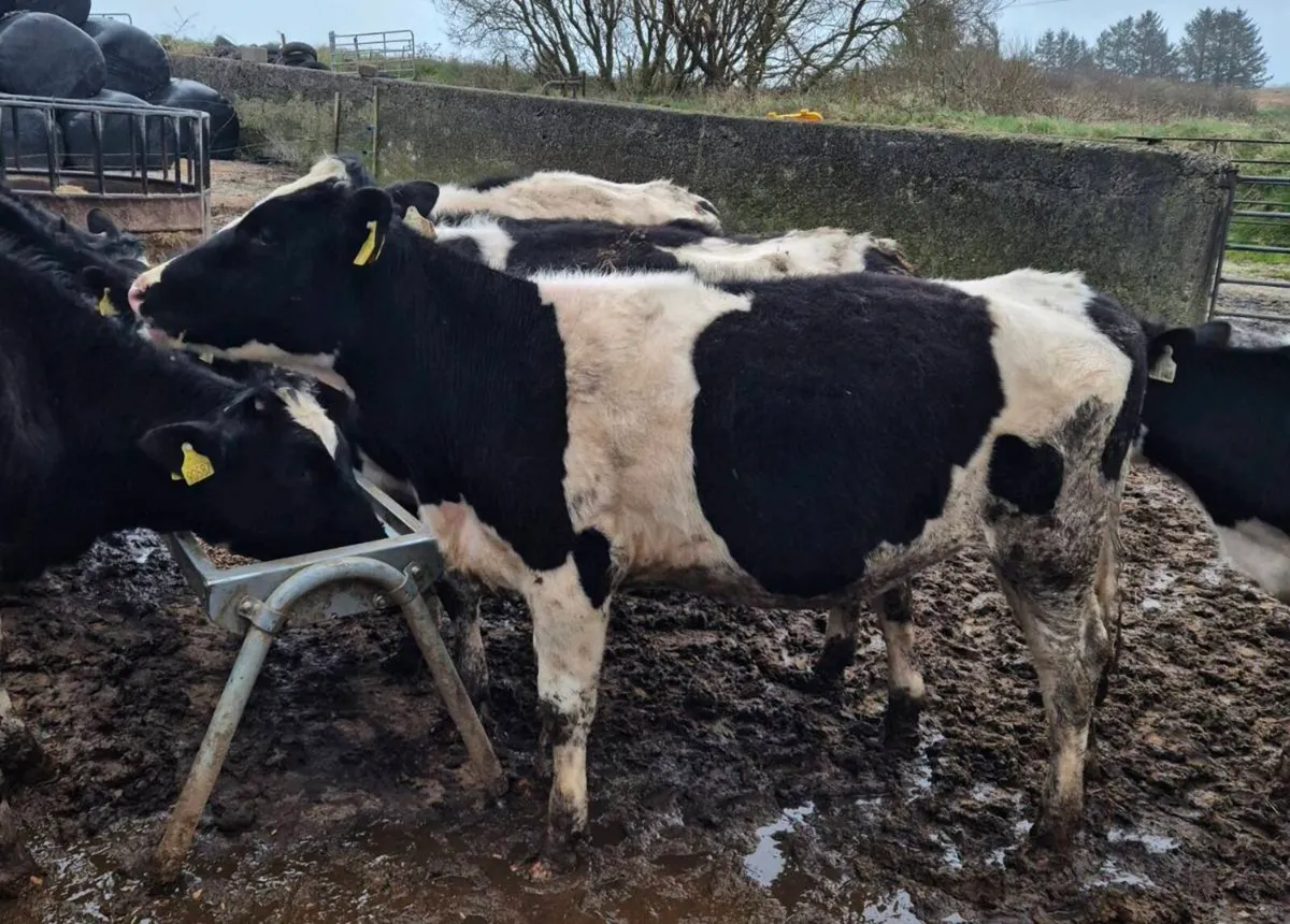 Maiden heifers - Image 1