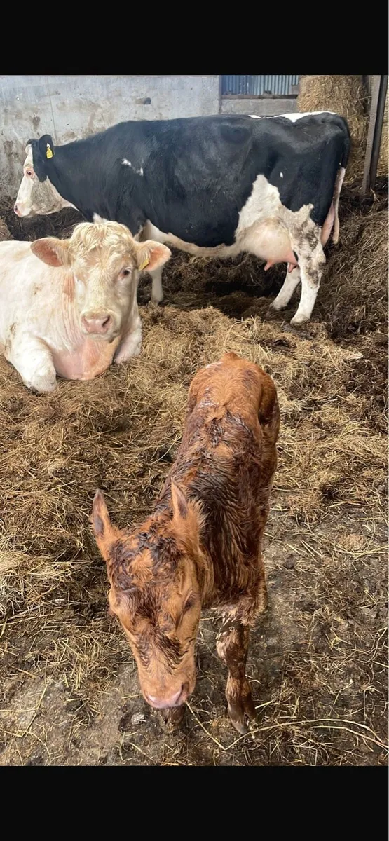 Cow and calf - Image 3