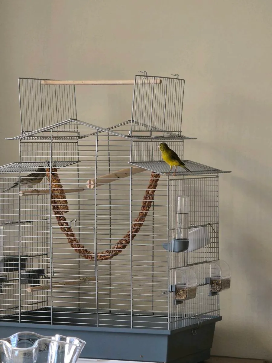 Canaries - Image 3