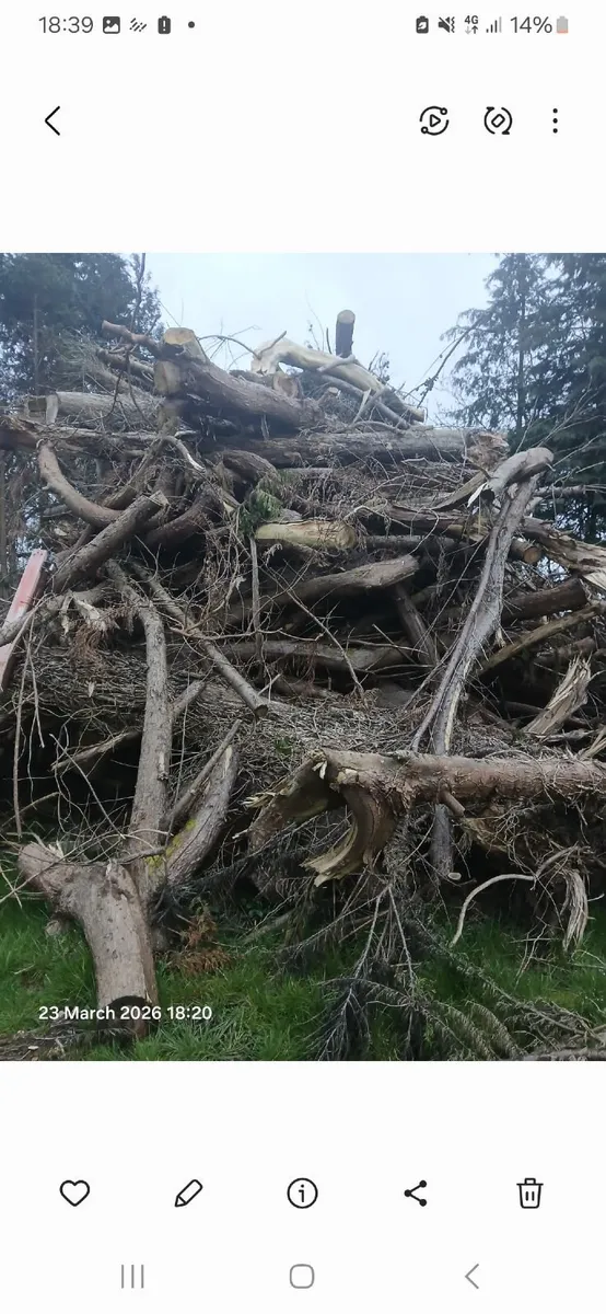 Lorry load of softwood timber - Image 2