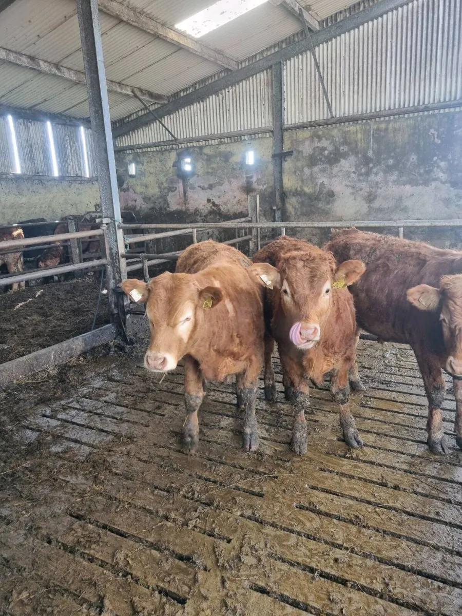 Organic cattle - Image 1