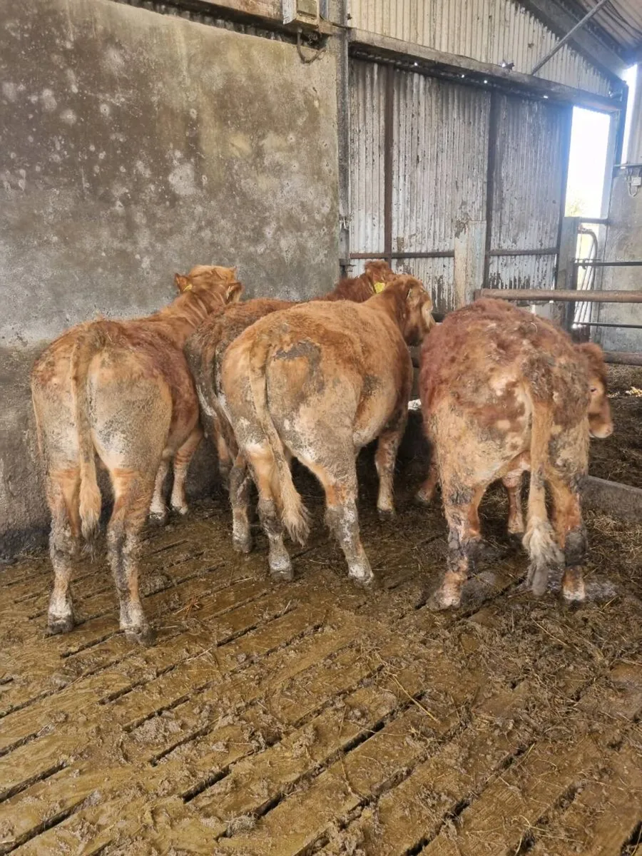 Organic cattle - Image 2