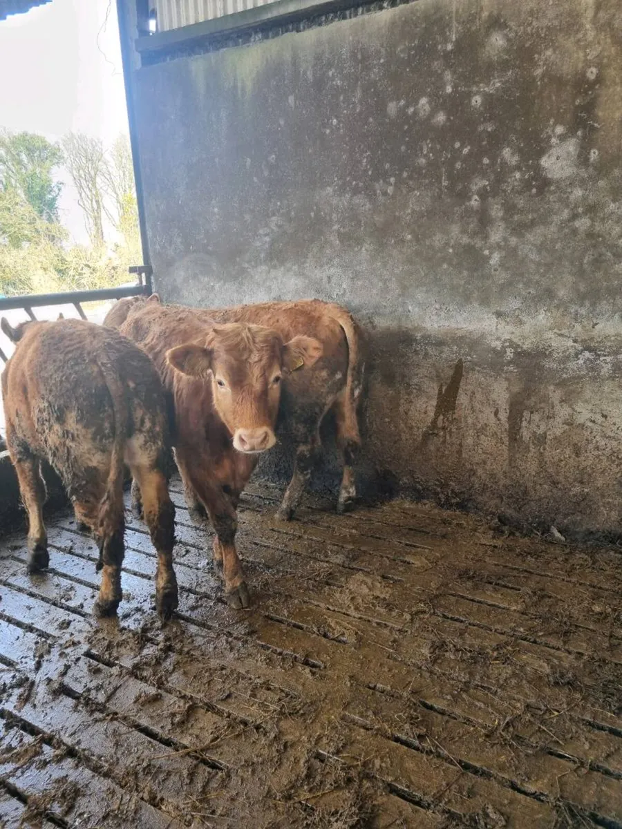 Organic cattle - Image 3