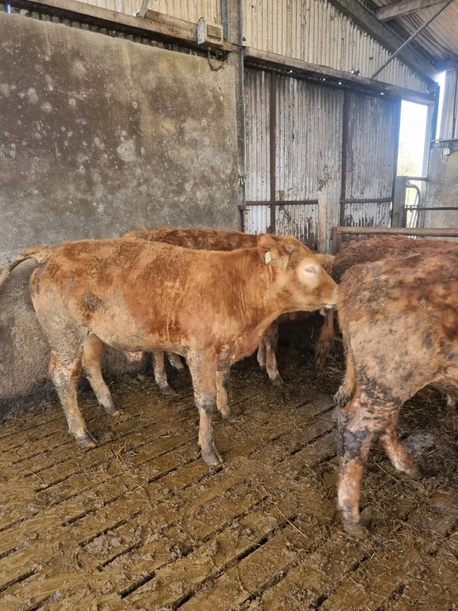 Organic cattle - Image 4