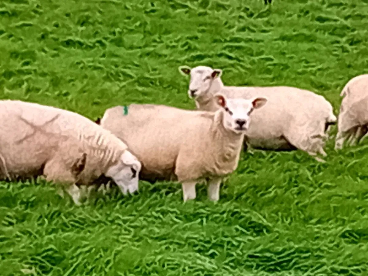 Sheep grazing 50 will fenced and wather acres