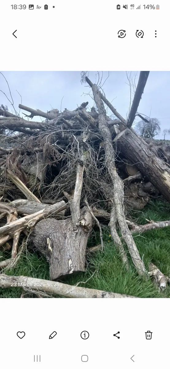 Lorry load of softwood timber - Image 3