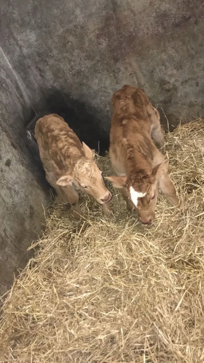 WANTED- suckler bred calf