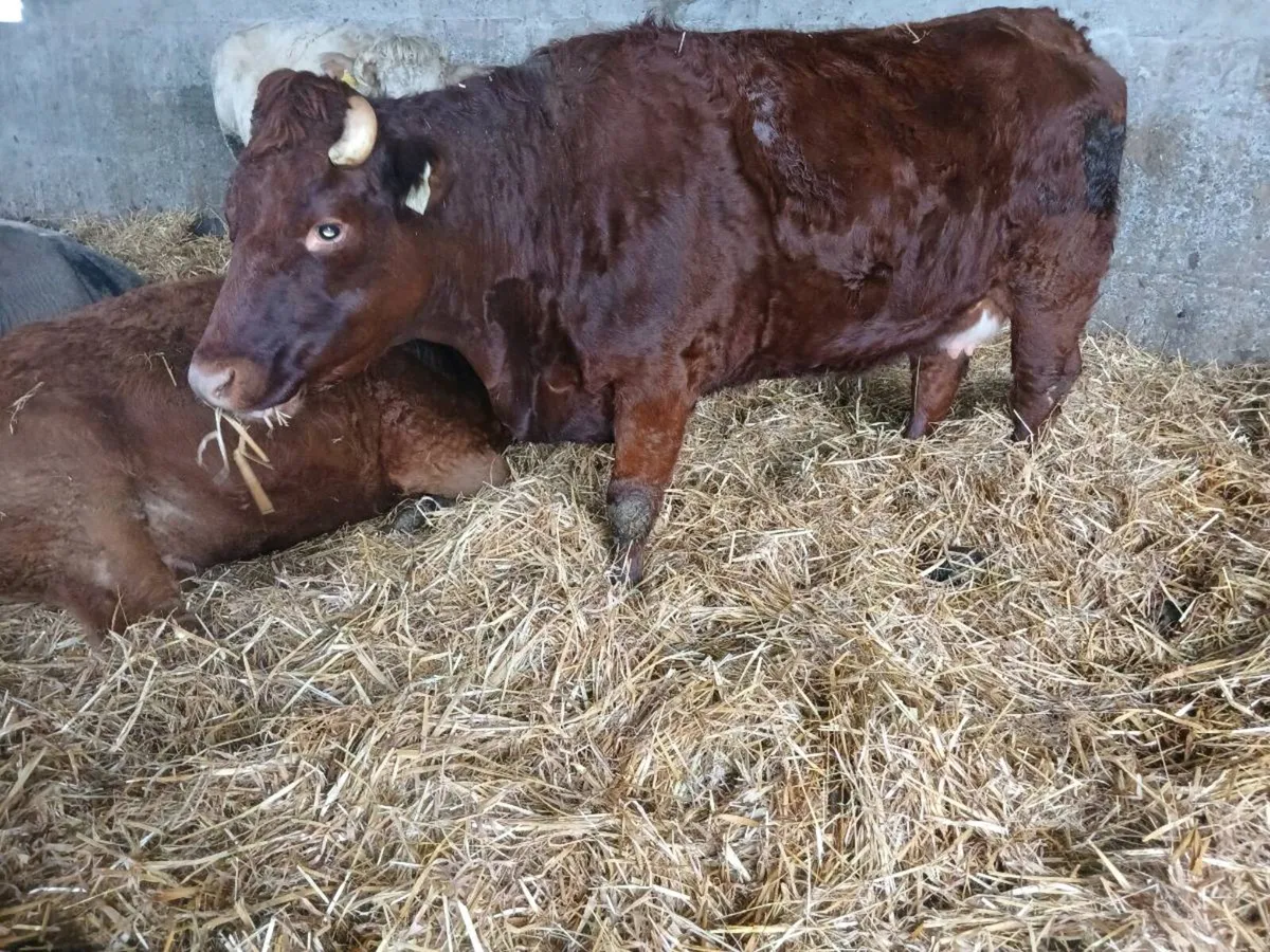 In calf heifers - Image 3