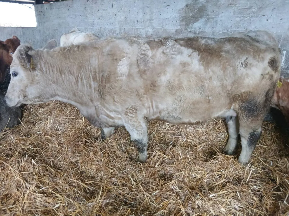 In calf heifers - Image 4