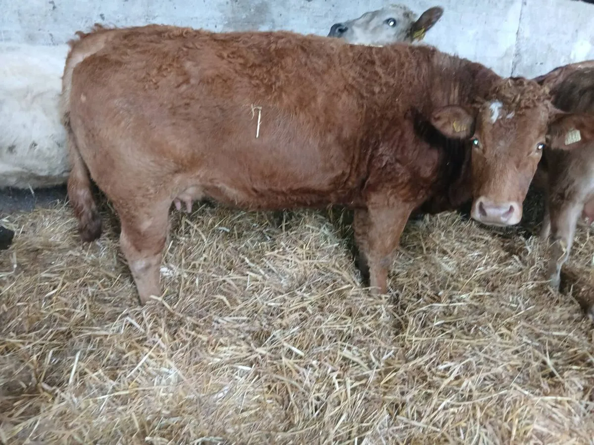 In calf heifers - Image 1